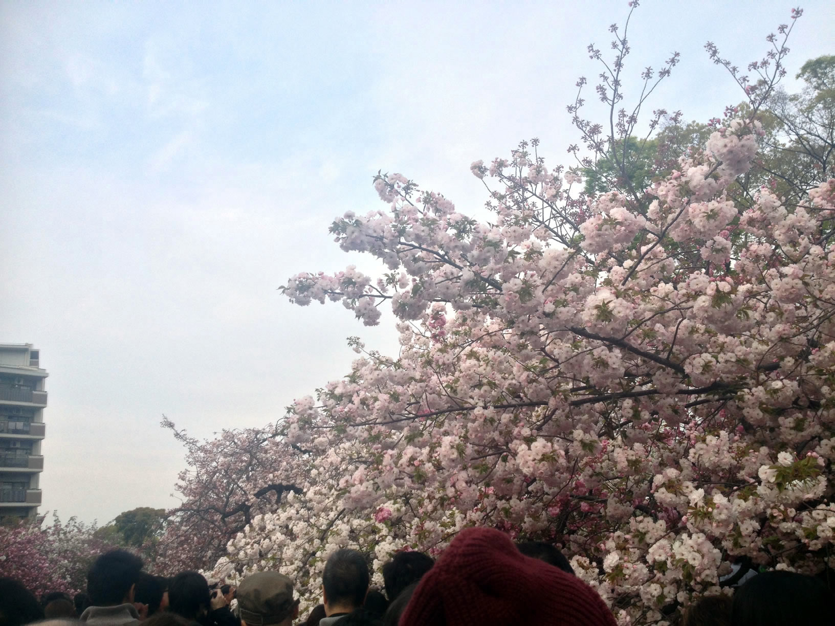 2014年の造幣局桜の通り抜け10 2014年の造幣局桜の通り抜け10